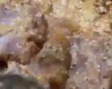 A picture of step 2 of Chicken Makhni Handi.