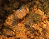 A picture of step 3 of Spicy Coconut powder (chammanthy podi for rice).