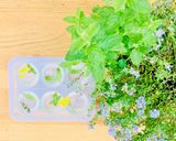 A picture of step 2 of Herb and Edible Flower Ice cubes 🌿🌱🌷.