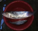 Foto langkah ke 1 dari resep Nasu Bale Bolu (Ikan Masak Bandeng).