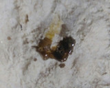Foto del paso 2 de la receta: Masa danesa
