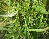 Hình bước làm 5 của món Canh củ nấu cá quả, rau cần