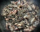 Foto del paso 4 de la receta: Chipirones de la Ría en su tinta