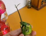 عکس مرحله 6 از دستور کاشت هسته انبه🥭