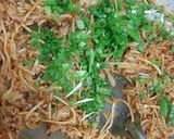A picture of step 4 of Triple Schezwan Fried Rice.