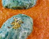 Foto del passaggio 7 della ricetta Gnudi in oro 👩‍🍳😁