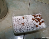 Foto langkah ke 3 dari resep Boba Brown Sugar Milk (Xi Fu Tang) ala-ala.