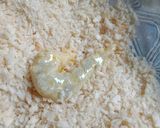 Foto langkah ke 3 dari resep Udang goreng tepung crispy.
