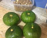 Foto del paso 1 de la receta: Zapallitos gigantes rellenos