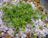 A picture of step 3 of Keema pattice.