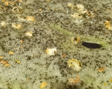 Foto del paso 3 de la receta: Alcachofas con almejas en salsa verde