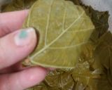 عکس مرحله 9 از دستور دلمه برگ انگور 😋