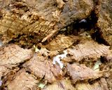 A picture of step 4 of Easy peasy hunter beef.