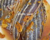 Foto langkah ke 1 dari resep Ikan Bakar Kecap.