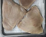 Foto del paso 1 de la receta Lomos de Atún Freidora de aire Acezoe