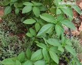 صورة لخطوة 1 من وصفة ملوخية🍃🍃