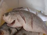Pescado frito con ensalada🐟