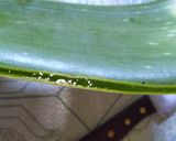 Foto langkah ke 1 dari resep Cara Mengolah Lidah Buaya.