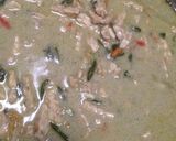 Foto langkah ke 3 dari resep Lodeh ndeso / jangan lombok.