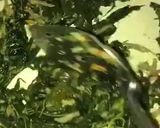 Foto langkah ke 7 dari resep Tumis Teri Daun Singkong.