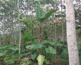 Foto langkah ke 1 dari resep Kripik Pisang Agung Sehat Alami.