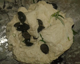 Foto del paso 2 de la receta: Focaccia de aceitunas negras y romero