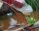 รูปขั้นตอนการทำที่ 2 ของ น้ำหวานจากดอกมะพร้าว