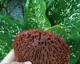 Foto langkah ke 10 dari resep Bolu Karamel Sarang Semut.