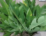 Foto langkah ke 1 dari resep Urap-Urap Daun Pepaya.