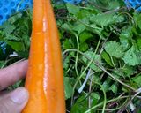 Hình bước làm 2 của món Gỏi rau má