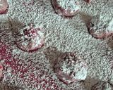 Une image de l'étape 4 de Amaretti aux framboises.
