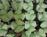 Foto langkah ke 7 dari resep 18# Bolu kukus pandan meses anti gagal.