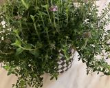 Une image de l'étape 3 de Trio quinoa 🥄pois chiche🌾🫘 menthe festival de saveurs 🍃🌿.