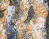 Foto del paso 3 de la receta: Salmón con salsa de frutos secos