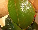 A picture of step 5 of Lele Afini (Leave Moimoi).