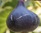 Une image de l'étape 8 de Cake 🪺figues noix 🌰 pistaches 🍯.