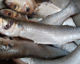 A picture of step 1 of Pohala macha besara(Fried Pohala fish in tangy mustard gravy).