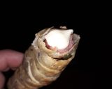 Foto del paso 6 de la receta: Momias de salchichas.!!