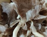 Foto langkah ke 1 dari resep Pempek Jamur Tiram.