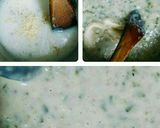Foto del paso 4 de la receta: Crema de Zucchini en Paquetito