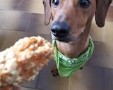 Foto del paso 6 de la receta: Galletas para perros! Fáciles y naturales