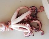 Foto del passaggio 6 della ricetta Insalata di polipo 🌷