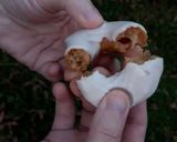 Foto del paso 9 de la receta: Rosquitas de viento gladeadas