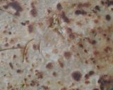 गोभी का पराठा (Gobhi ka paratha recipe in Hindi) रेसिपी चरण 3 फोटो