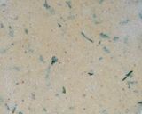 A picture of step 3 of Makki ki roti.