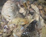 Foto del paso 4 de la receta: Caldo de Lubina con Tallarines