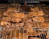 A picture of step 5 of Beef Jerky.
