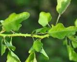 Healthy Mooligai Mudakathan Thoothuvalai Keerai Masiyal - calcium rich