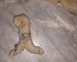 Фото кроку 6 до Булочки с изюмом из дрожжевого теста.