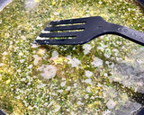 Foto del paso 5 de la receta: Colitas de rape en salsa verde con almejas y gambas